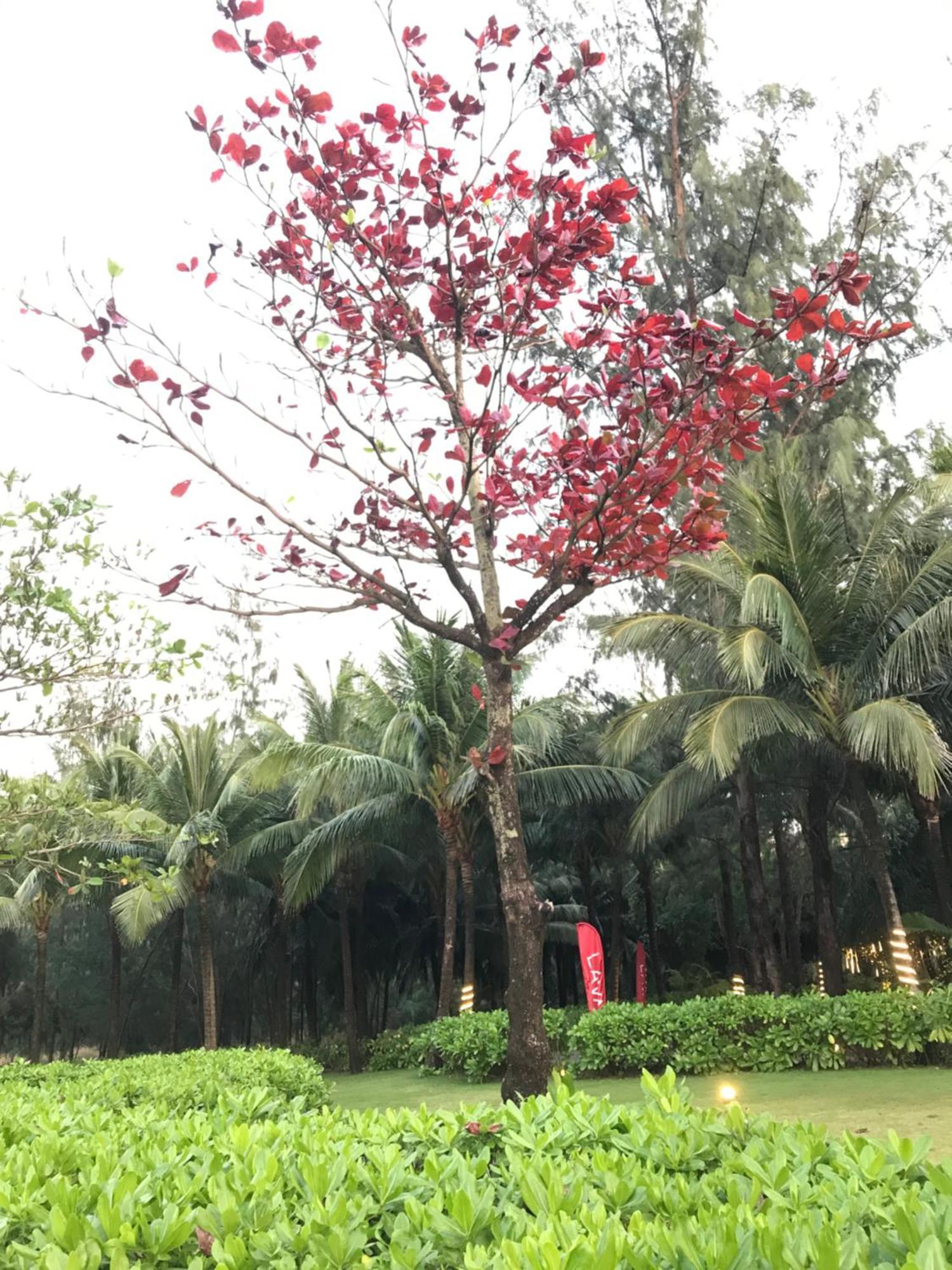 Kalia Hotel Phu Quoc Buitenkant foto